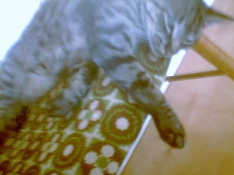 Blanding af racer Pelle <3 - på stolen og sove igen . <3 billede 18