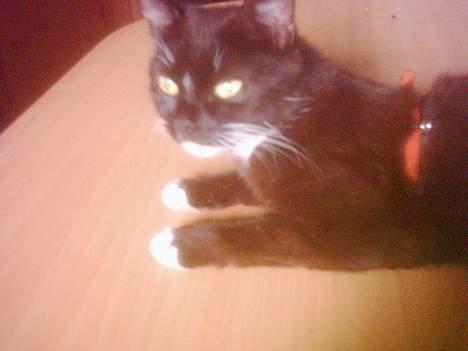 Blanding af racer mille - her er mor billede 6