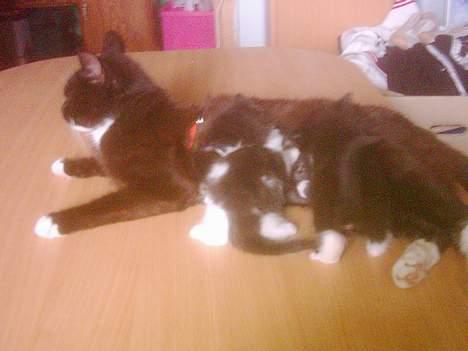 Blanding af racer mille - mig og søster spiser billede 7