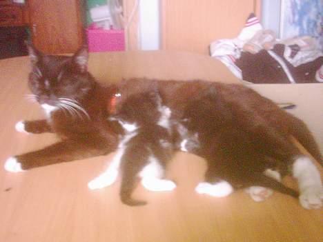 Blanding af racer mille - mig og søster og mor billede 8