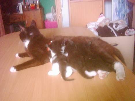 Blanding af racer mille - mig søster og broger billede 9