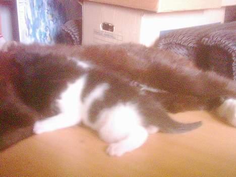 Blanding af racer mille - umhhhhh det smager godt billede 10