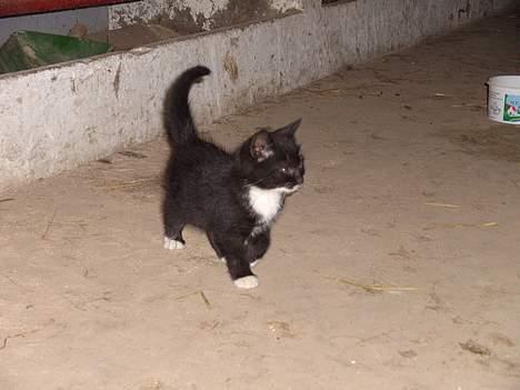 Huskat Chazer RIP - Nååå hvor er jeg kær hva?? billede 7