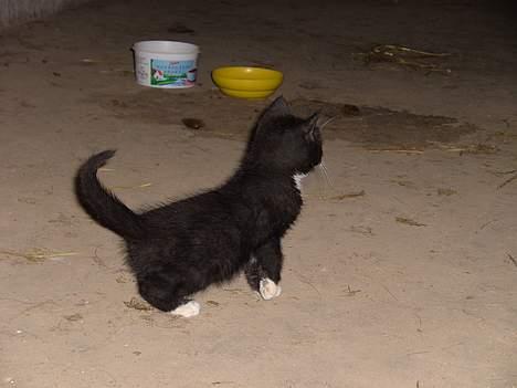 Huskat Chazer RIP - Hov er det en mus der er derinde billede 8