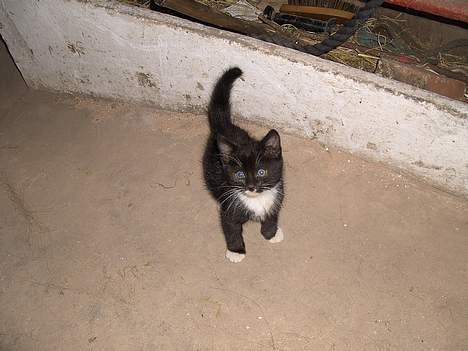 Huskat Chazer RIP - Hey babe billede 9