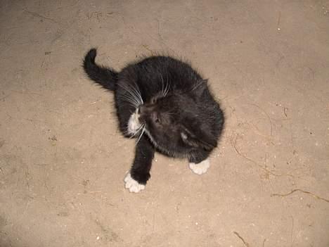 Huskat Chazer RIP - Hvor er min hale blevet af?? billede 10