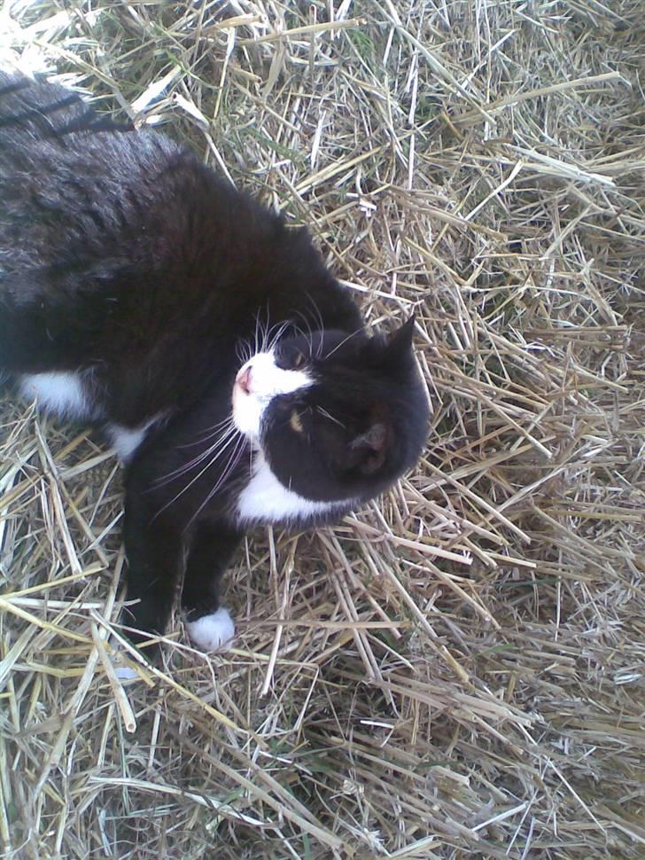 Huskat sort mis - er jeg ikk fin ? billede 1