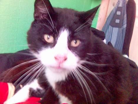 Huskat sort mis - go´ morgen billede 2