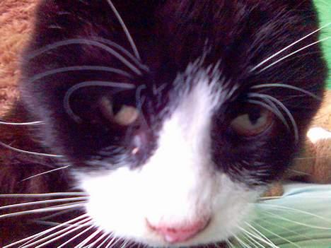 Huskat sort mis - her er min kat lige vågnet billede 3