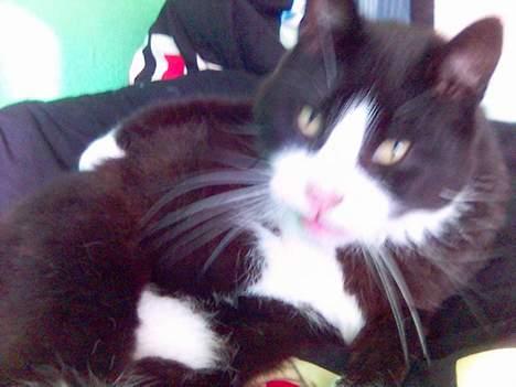 Huskat sort mis - to timer senere billede 4