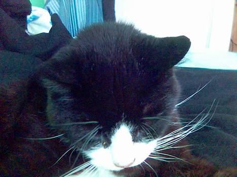 Huskat sort mis - og i seng igen  billede 5