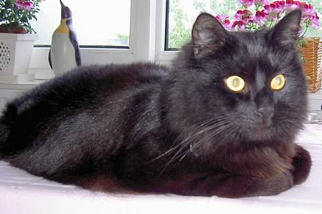 Blanding af racer oscar - Oscar. billede 1