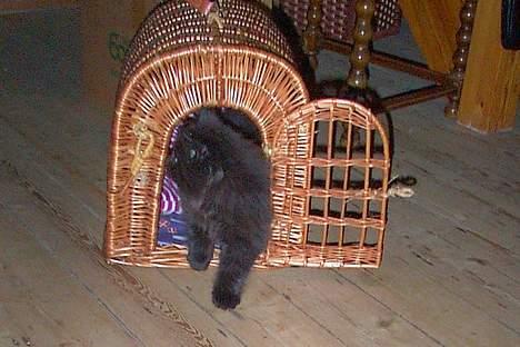 Blanding af racer oscar - Oscar på vej ud i sit nye hjem. billede 2