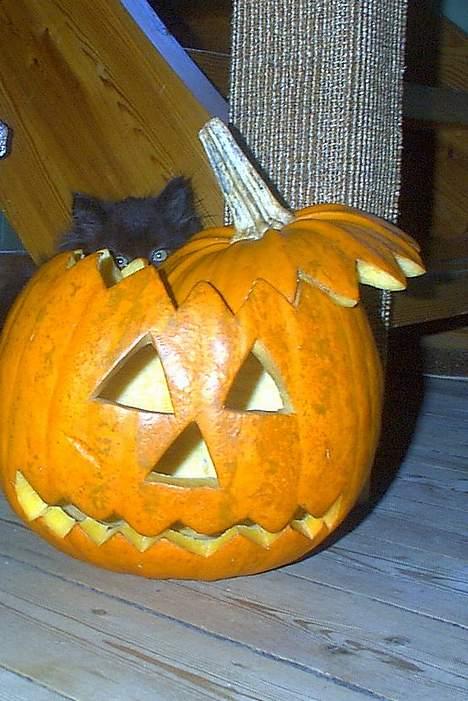 Blanding af racer oscar - Hvor er Oscar? billede 3