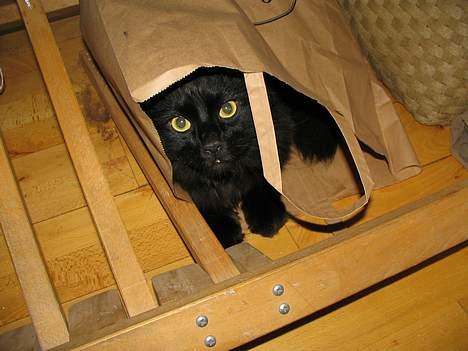 Blanding af racer oscar - Hvem sagde posekat? billede 4