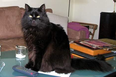 Blanding af racer oscar - Oscar - stor og mægtig. billede 5