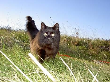 Blanding af racer oscar - Oscar på tur. billede 6