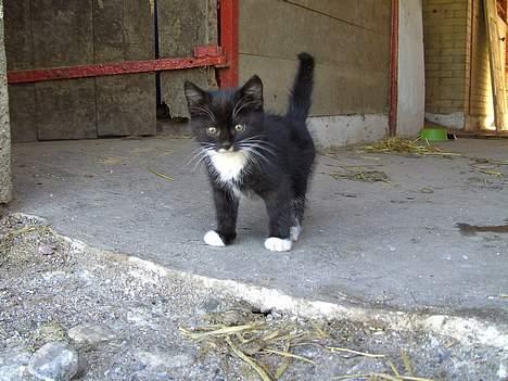 Huskat Chazer RIP - Hej.. uhh jeg skal ikke udenfor.. billede 11