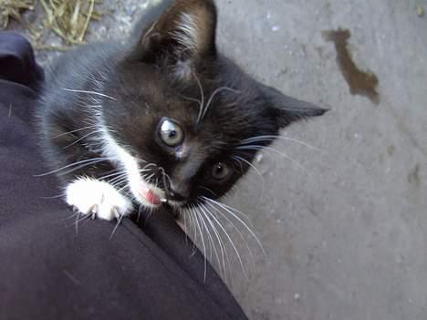 Huskat Chazer RIP - Nu kommer jeg op til dig.. billede 12