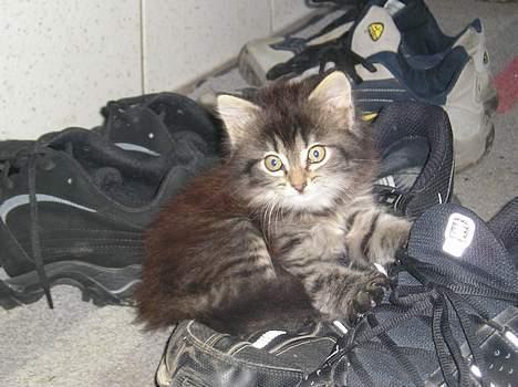 Blanding af racer Angie - Her ligger hun på min brors store sko. "dejligt med en størrelse 52!" (29. juni 06) billede 1