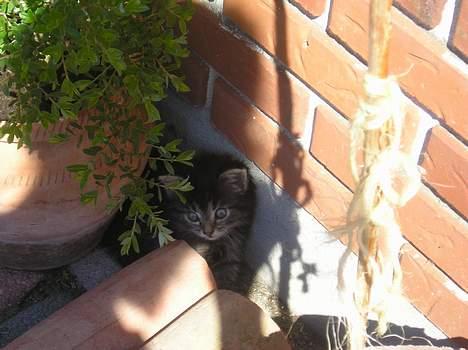 Blanding af racer Angie - i solen... Hun elskede at ligge der den dag.. (12 juni 06) billede 2