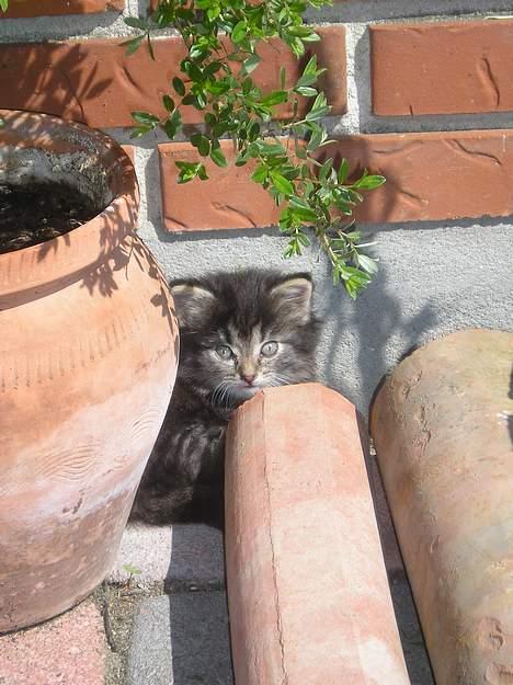 Blanding af racer Angie - flyttede jeg hende gik hun tilbage :) (12 juni 06) billede 3