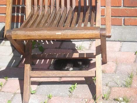 Blanding af racer Angie - og så under stolen (12 juni 06) billede 4