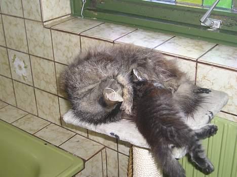 Blanding af racer Angie - her er hun med sin moar (28 juni 06) billede 5