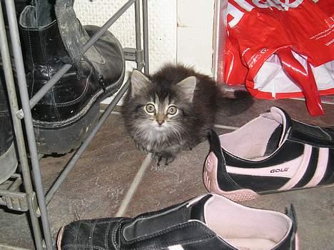 Blanding af racer Angie - se... "HUN er farlig!" (29. juni 06) billede 6