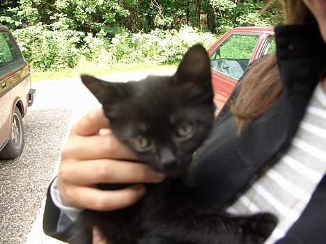 Blanding af racer Olivia - Jeg holder Olivia for første gang :] billede 2