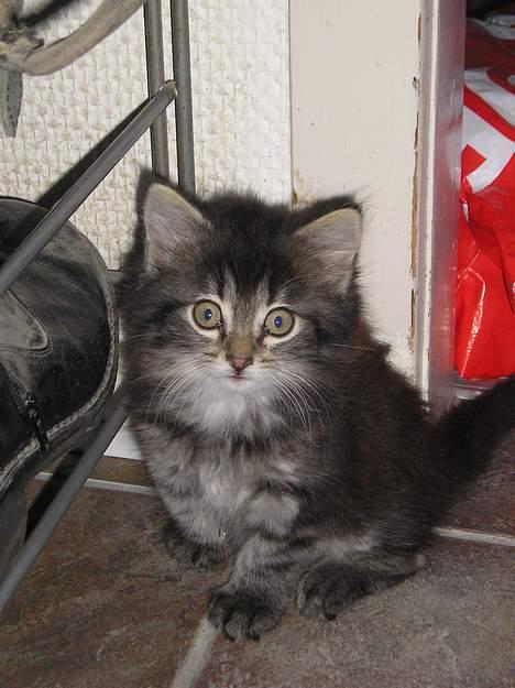 Blanding af racer Angie - er hun ikke fin? (29 juni 06) billede 7