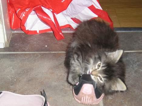 Blanding af racer Angie - "grr... lille sko... spises..,." (29 juni 06) billede 8