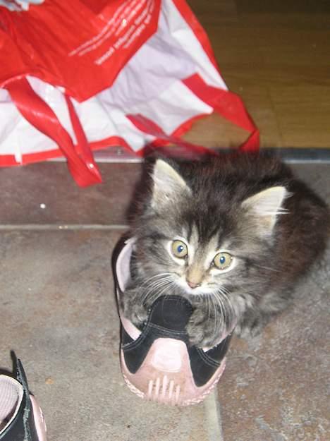 Blanding af racer Angie - "Øhh.. Hej.. Jeg laver ikke noget:D " (29 juni 06) billede 9