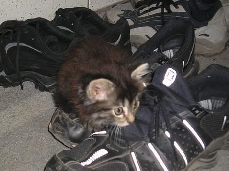 Blanding af racer Angie - "ej... må undersøges.." (29 juni 06) billede 10