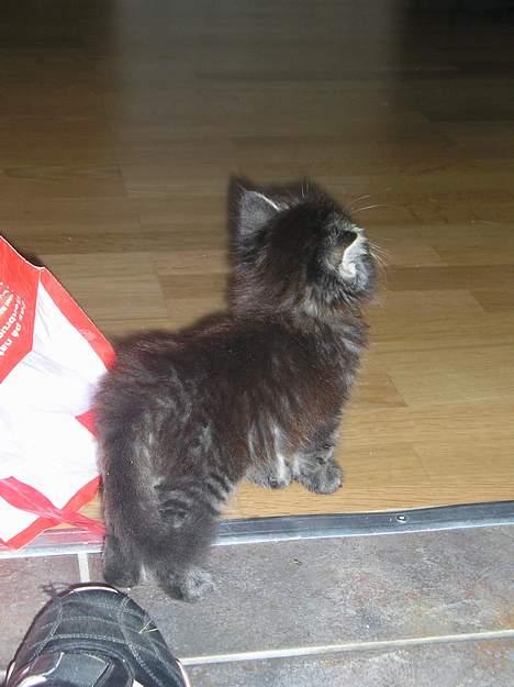 Blanding af racer Angie - "se mig!" (29 juni 06) billede 11