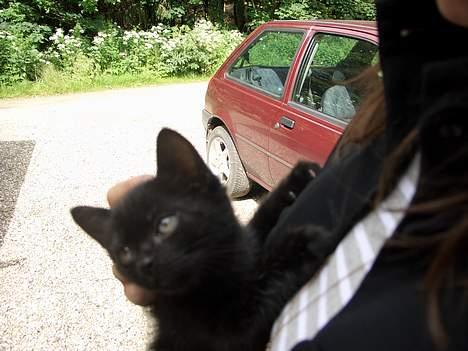 Blanding af racer Olivia - Olivia har løsrevet sin opmærksomhed fra min jakke :P billede 3