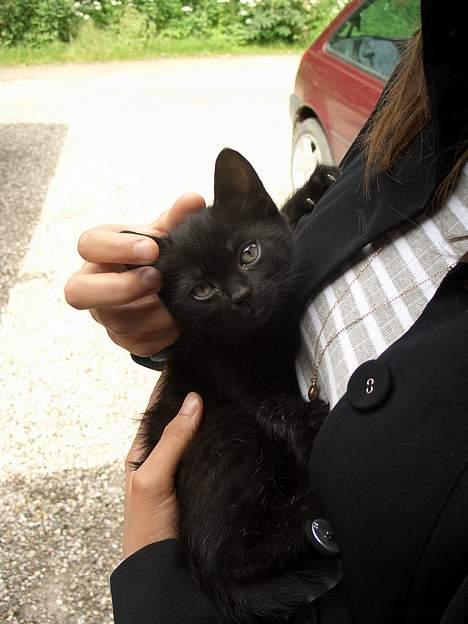 Blanding af racer Olivia - Olivia kigger ind i kameraet, og sender et rigtigt MIAV-blik :) billede 4