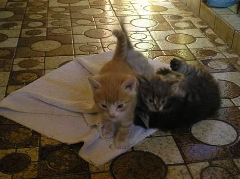 Blanding af racer Angie - "Arrggh"  (29 juni 06) billede 12