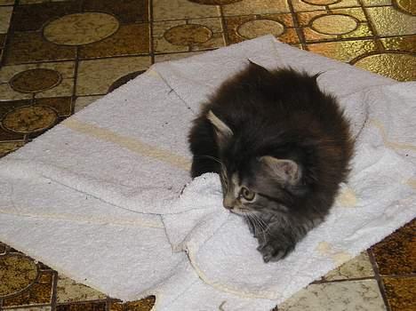 Blanding af racer Angie - "Kom tilbage.. :(" (29 juni 06) billede 13