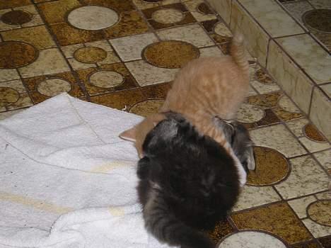 Blanding af racer Angie - "Jaaa... Så skal der leges" (29 juni 06) billede 14