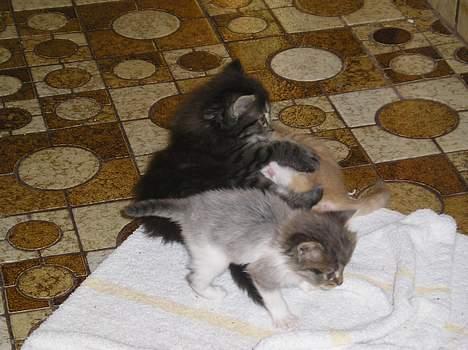 Blanding af racer Angie - "Er du okay, Rosenbaum?" (29 juni 06) billede 15