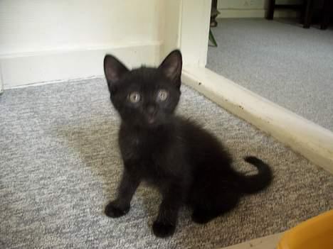 Blanding af racer Olivia - Kort efter laver Olivia et flagermuselignende spring, og stikker af ! billede 6