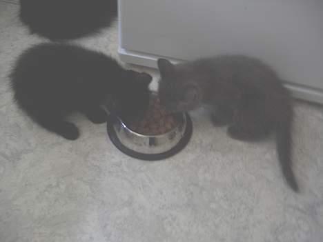 Blanding af racer Olivia - Olivia og hendes søster, som vi gerne havde købt. hvis hun ikke havde været reserveret :) billede 7