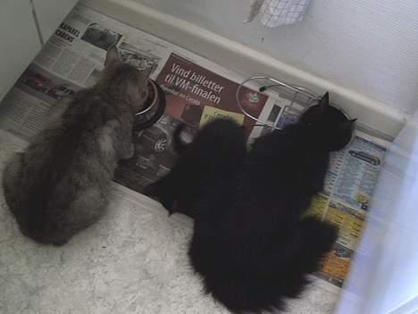 Blanding af racer Olivia - Henholdsvis fra venstre, Olivias far, Olivia selv og Olivias mor. :) Spiser sammen,  billede 8