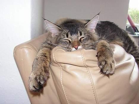 Norsk Skovkat Loke - Ren afslapning billede 11