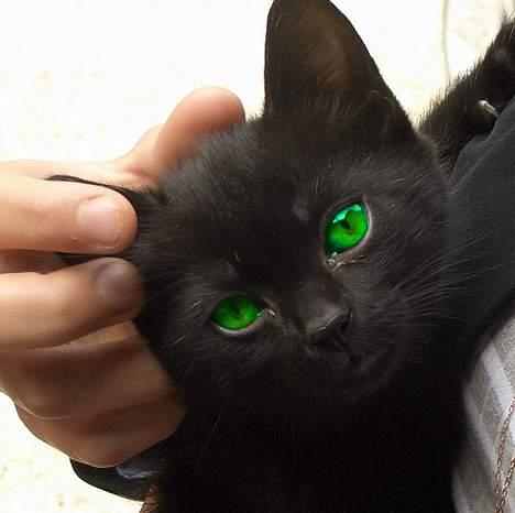 Blanding af racer Olivia - Olivia med helt grønne øjne, wish, wish, wish.  billede 10