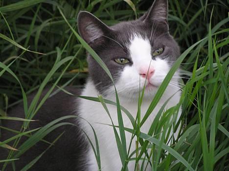 Huskat Pjevs - her har jeg overblikket.. billede 1