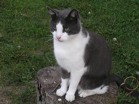 Huskat Pjevs - uha, hvor er det dejligt at sidde her og nyde sommeren! billede 2