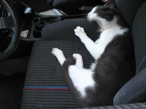 Huskat Pjevs - Var der nogen som kaldte?? billede 3