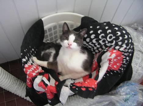 Huskat Pjevs - hvorfor kan jeg ikke ligge i fred??? billede 4